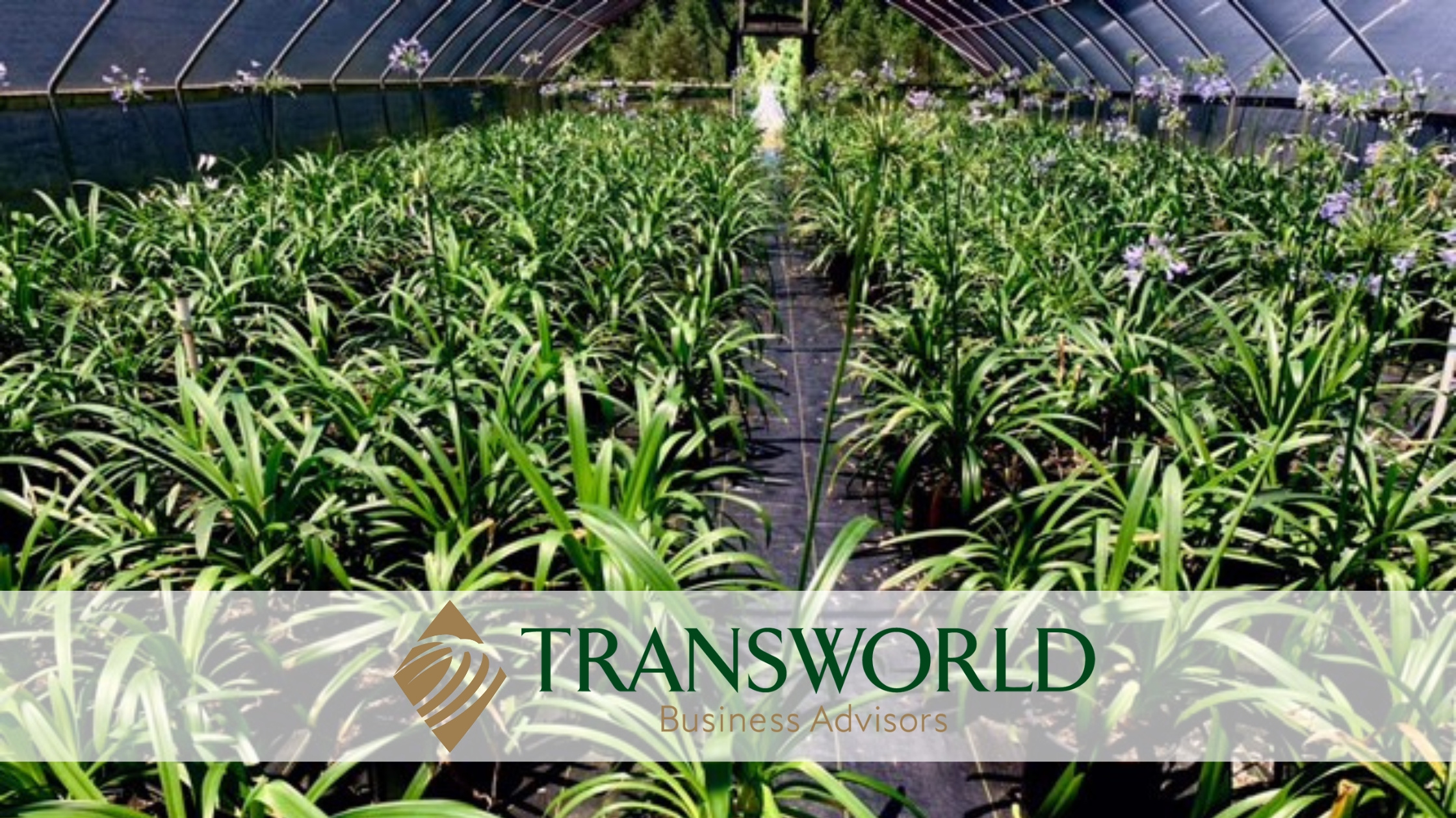 Wholesale Nursery With Strong Cash Flow