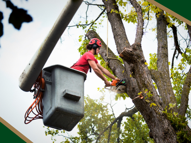Tree Removal & Service Business – Lane County, Oregon 