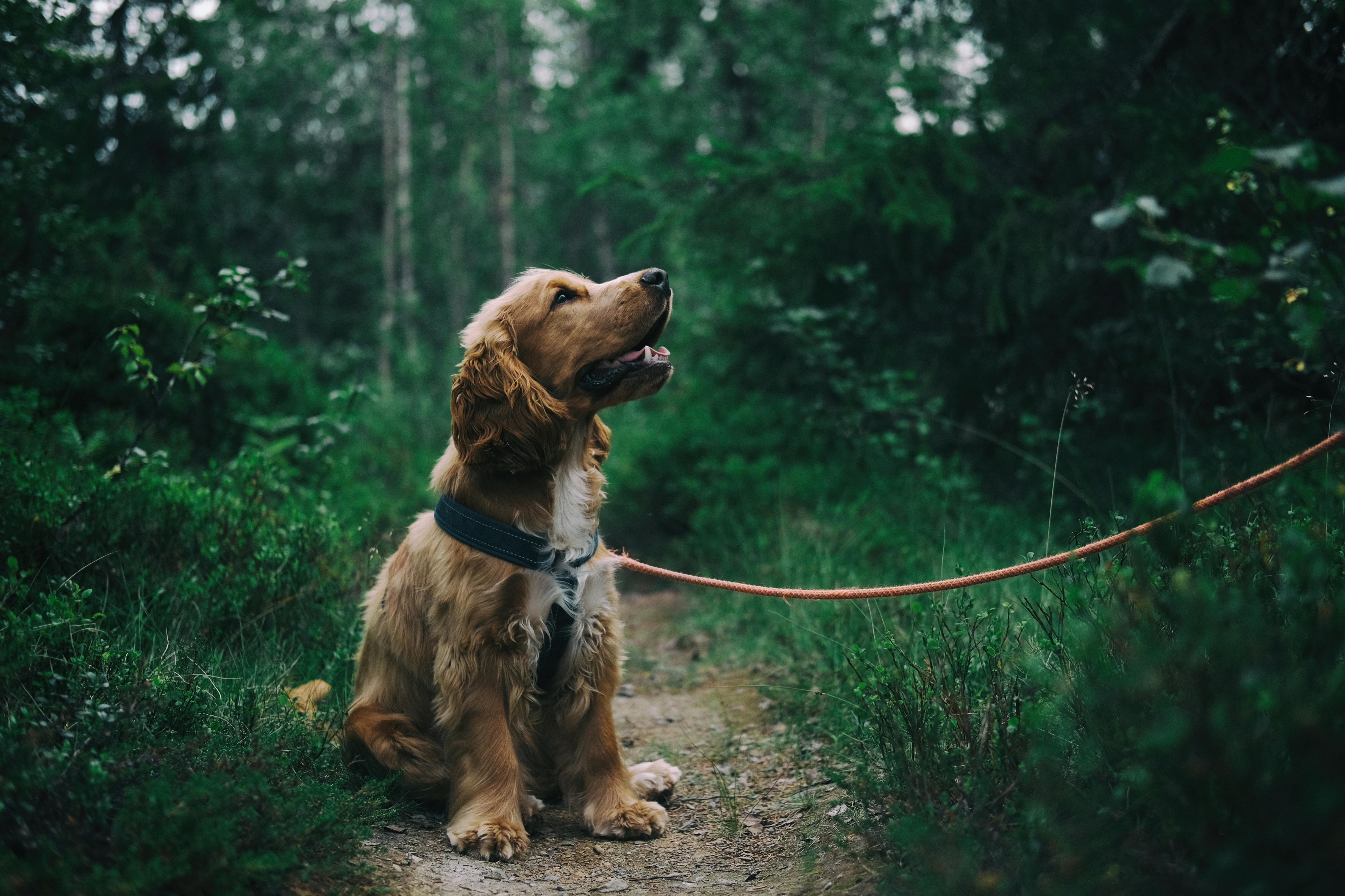 Established Pet Care Business