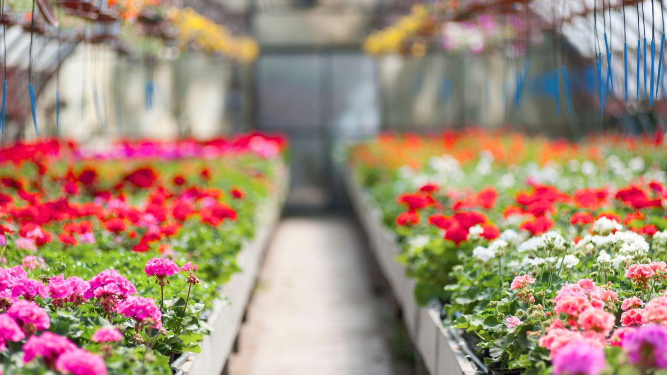 IA Wholesale Greenhouse-Newer Build w/Great Access