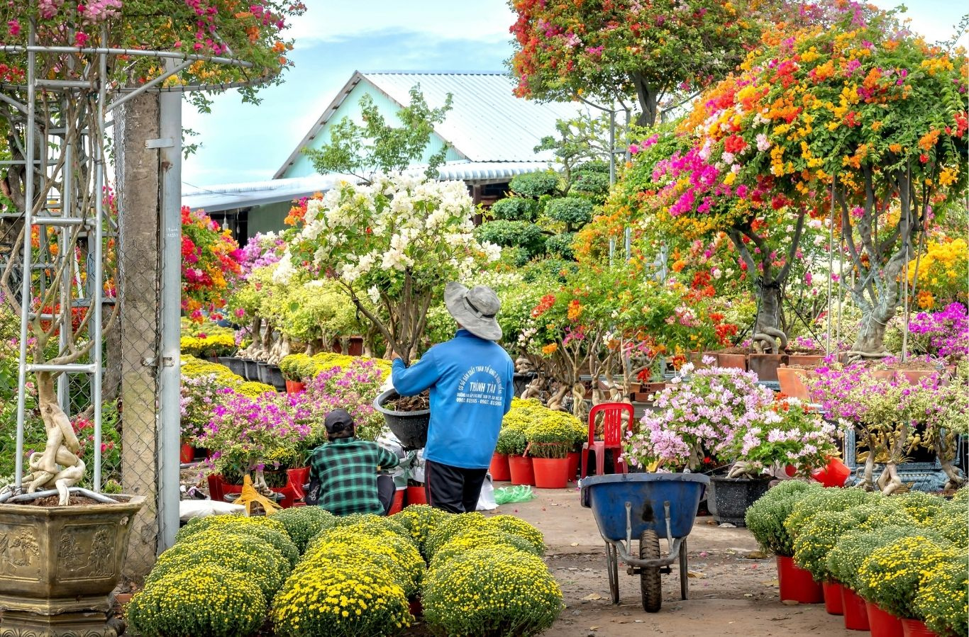 Greenhouse Business w/ Property, Priced to Sell