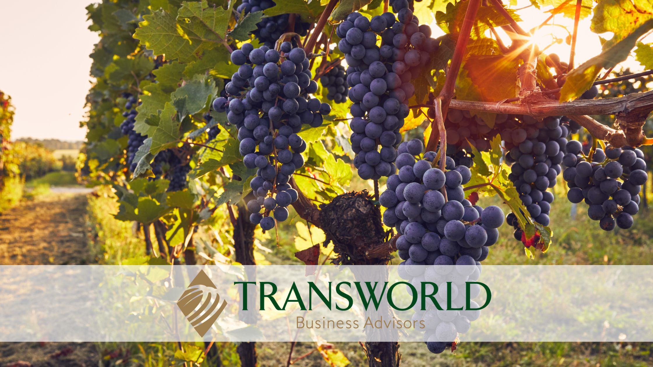 Vineyard & Winery with Real Estate - South Texas