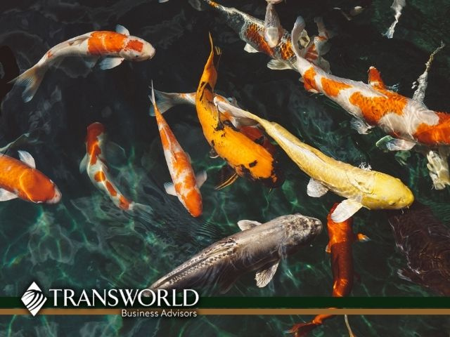 Unique Agricultural Opportunity Koi Farm with Real Estate 