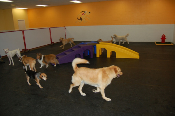 Fully Booked, High-End Dog Daycare & Lodging Facility -Coastal CA