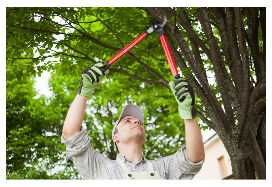 Profitable Tree Care & Landscaping Business: Turnkey Operation