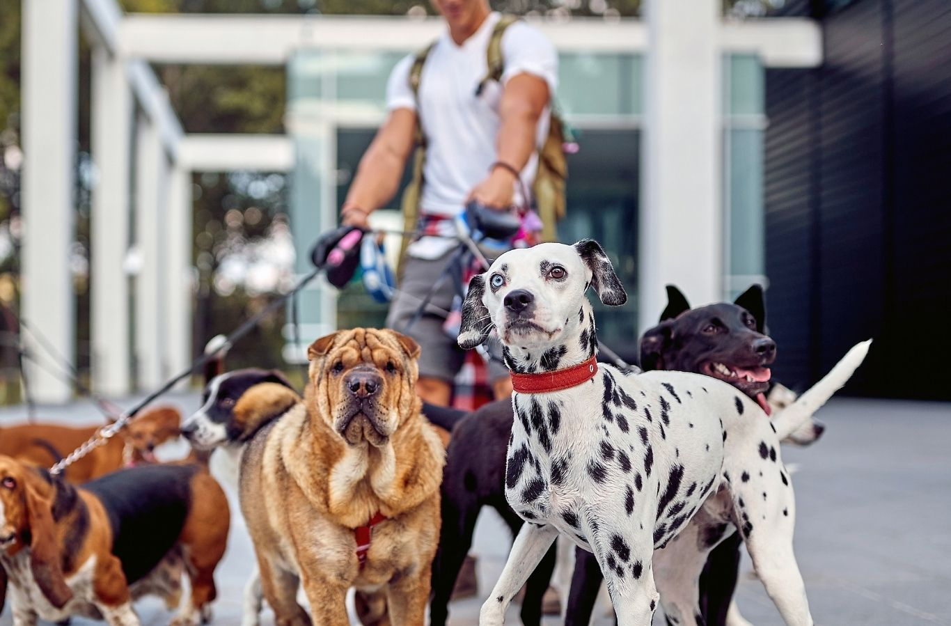 Remote, Recurring Revenue Pet Care Business