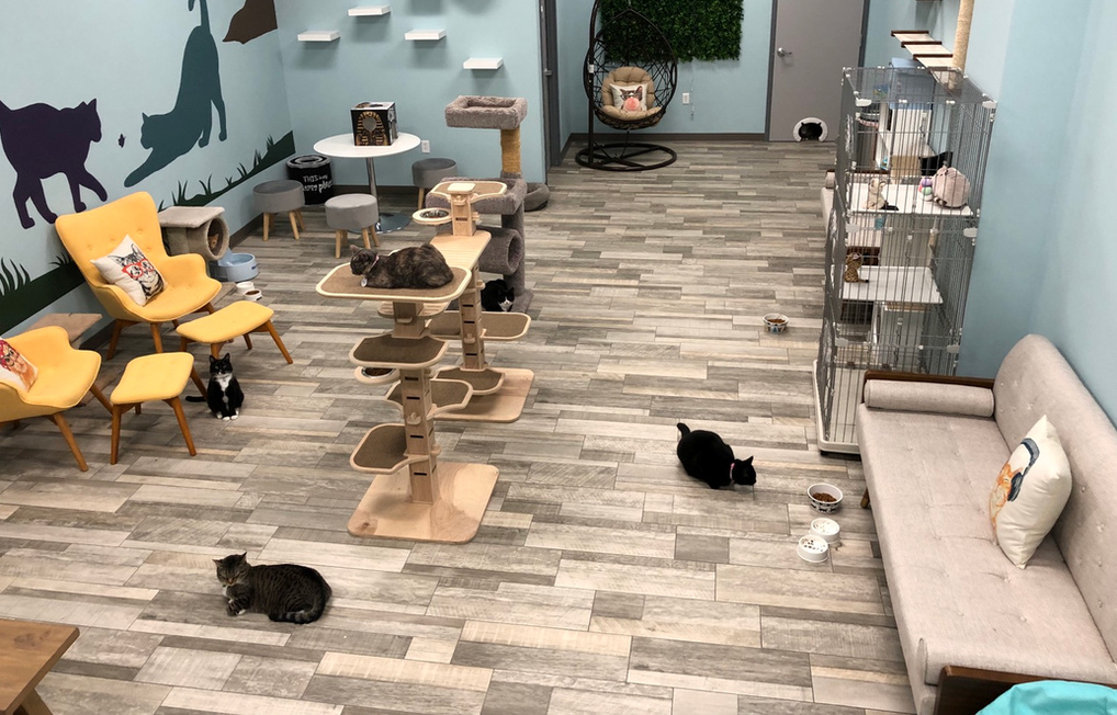 Cat Cafe Purrfect for Absentee Owner -181562-MI 