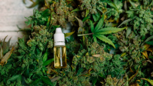Marijuana Cultivation Production