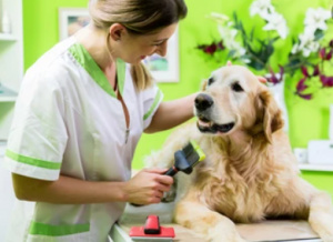 20+ Years, Profitable Pet Grooming - Fully Equipped