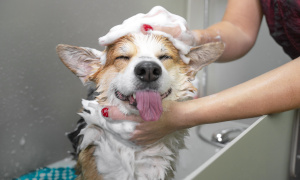 Fully-Equipped Dog Grooming Business! Seller Financing Available!