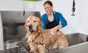 Profitable & Fully-Staffed Dog Groomers! Semi-Absentee Owner!