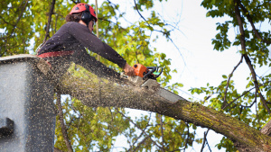 Reliable Local Tree Service - SBA Pre-Qualified