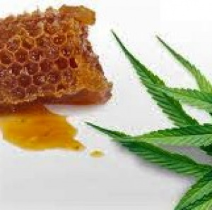 CBD Honey Product Manufacturer for Sale