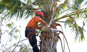 Tree Service Business For Sale! Fully Equipped, with Employees! 