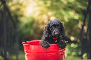 Neighborhood Grooming and Pet Shop of 25 Years!