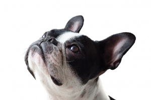 Pet Store and Grooming Business of 25 Years!