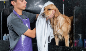 Fetch Your Future: Profitable Dog Grooming Biz, Prime Location!