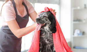 Dog Grooming: Paws-itive Reviews, Loyal Clients, & Semi-Absentee!