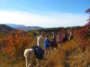 Outdoor Animal Recreation - Llama Hiking/Trekking - Relocatable